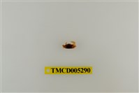 藏品(乳白南方招潮蟹)的圖片